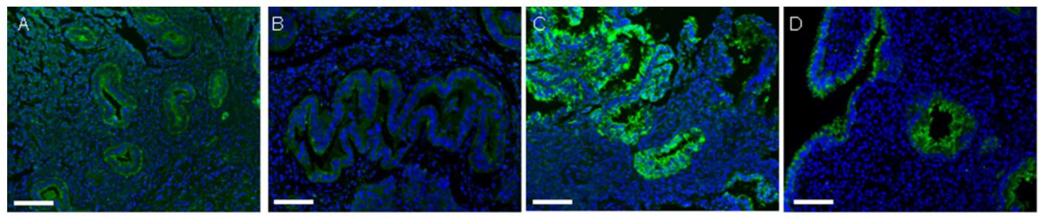 Representative microphotographs of GdA staining in endometrium in proliferative phase.jpg
